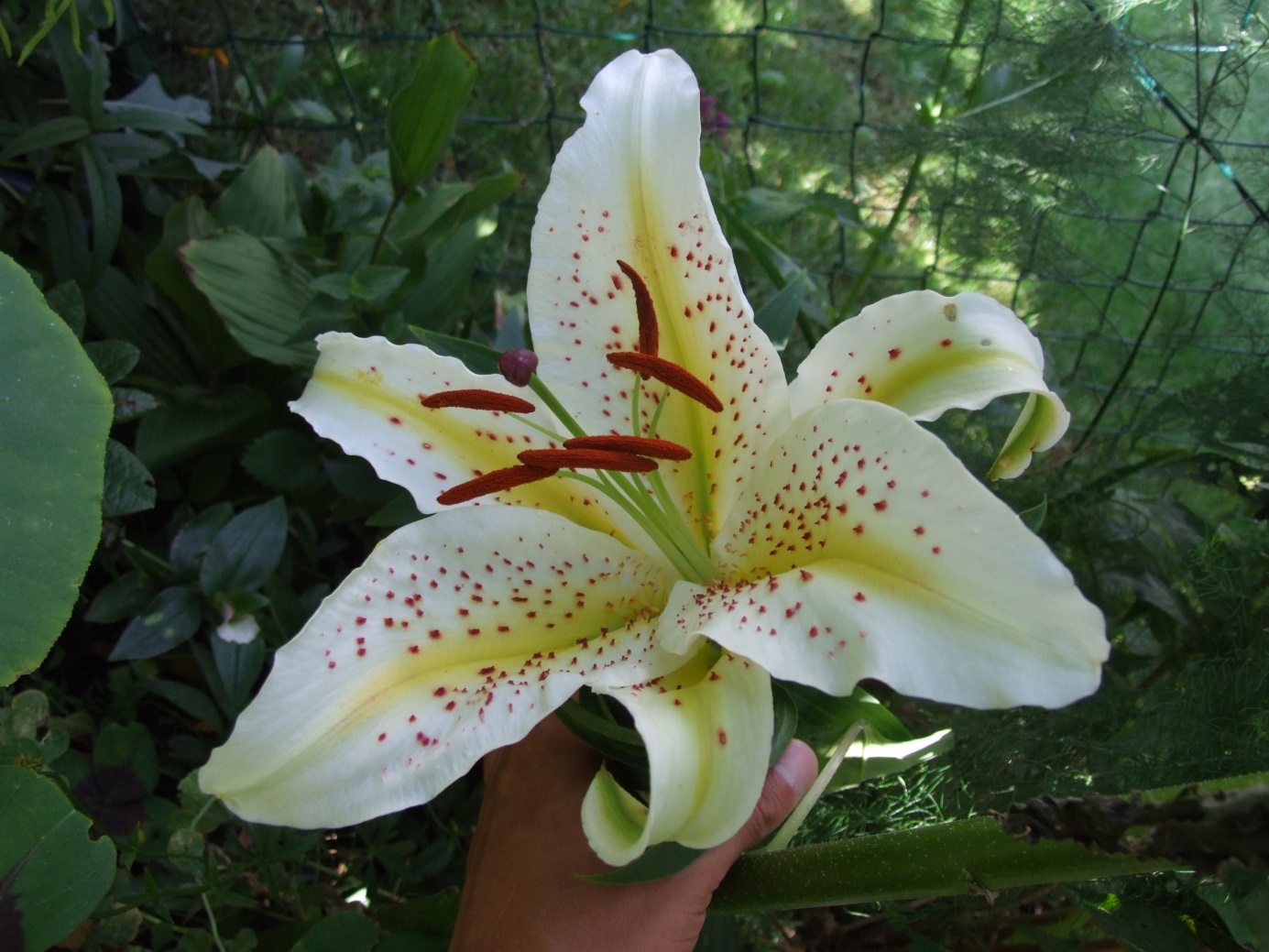 Die Schönsten Lilien Für Den Naturgarten Natur Im Garten Blog